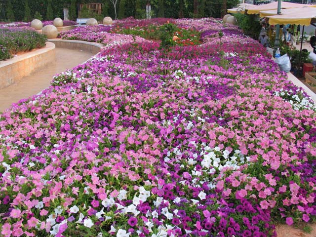 Les jardins de fleurs à Dalat Vietnam