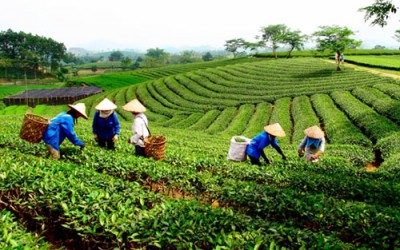 Des champs de thé au Nord du Vietnam