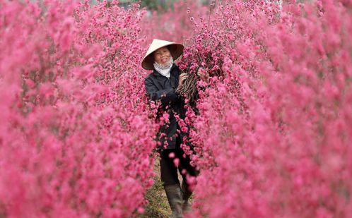 Fleuriste Nhat Tan - Belles fleurs du printemps au Vietnam