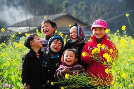 fleurs de colza - Belles fleurs du printemps au Vietnam