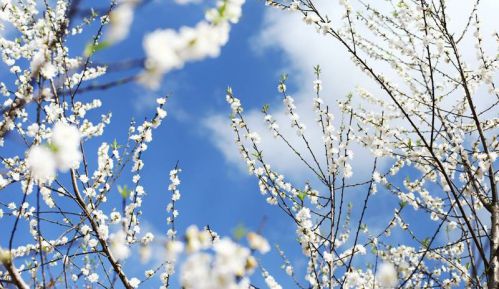 fleurs de prunier blanches - Belles fleurs du printemps au Vietnam