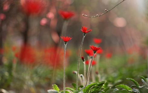 Jardin des gerberas - Belles fleurs du printemps au Vietnam